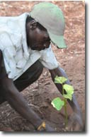 Tree planting