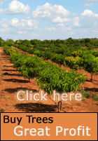 Buy Better Globe Trees