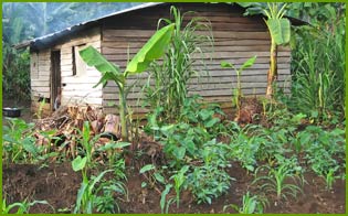 Agriculture