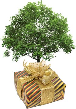 Trees for you in each donation package