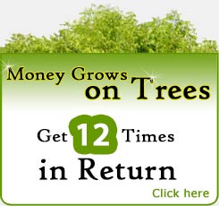 Buy Better Globe Trees