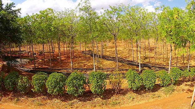 Better Globe Forestry's plantation, Kiambere Site