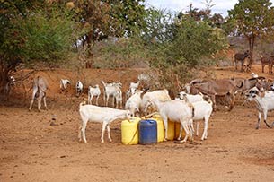 Using microfinance loan to buy goats and multiply them