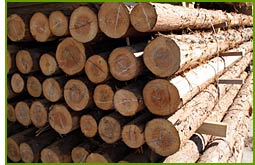 Timber