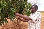 One of Better Globe's outgrowers - Simon Mutua Muli