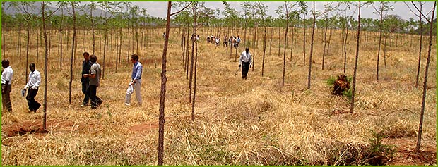 New mukau trees planted on Better Globe Forestry's plantation in Kiambere, Kenya