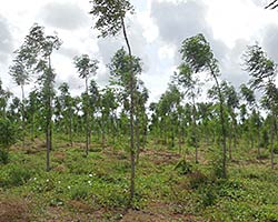 Better Globe Mukau plantation Better Globe Mukau plantation