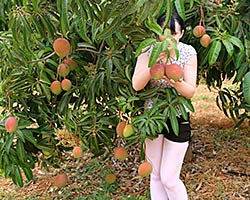 Better Globe Mango fruits Better Globe Mango fruits