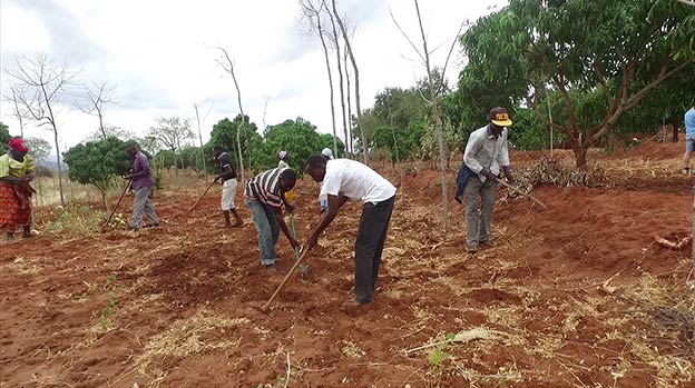 Planting crops between the trees Planting crops between the trees
