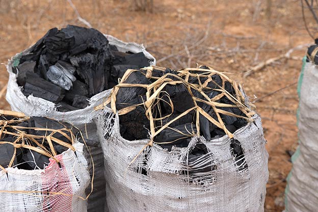 Cutting trees to make charcoal