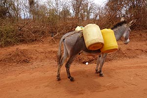 Donkey carrying water