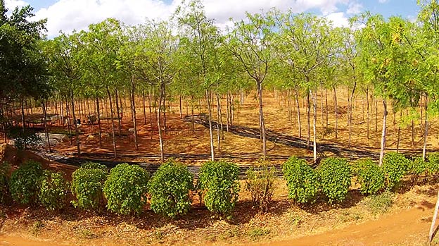 Better Globe Forestry's plantation, Kiambere Site Better Globe Forestry's plantation, Kiambere Site