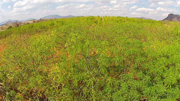 Mukau trees at Better Globe Forestry's plantation, Kiambere Site