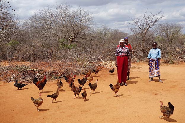 Using microfinance loan to buy chickens and multiply them