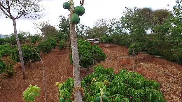 Different tree species planted in symbiosis with crops