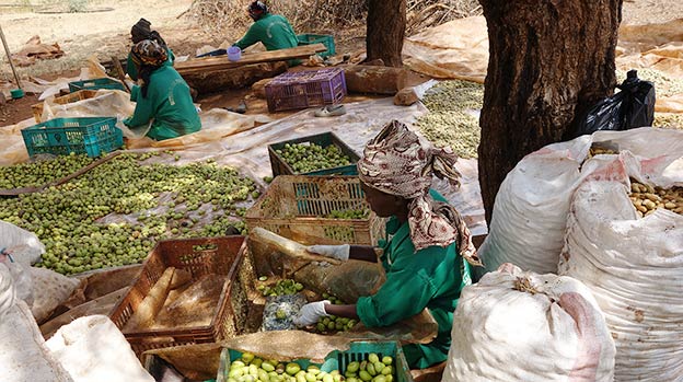 Workers in action at Better Globe Forestry's plantation around Kiambere Lake